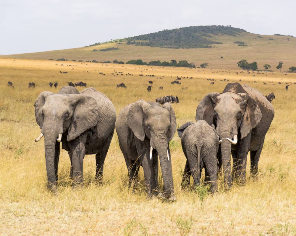 Elephants grazing inside masai mara national reserve
