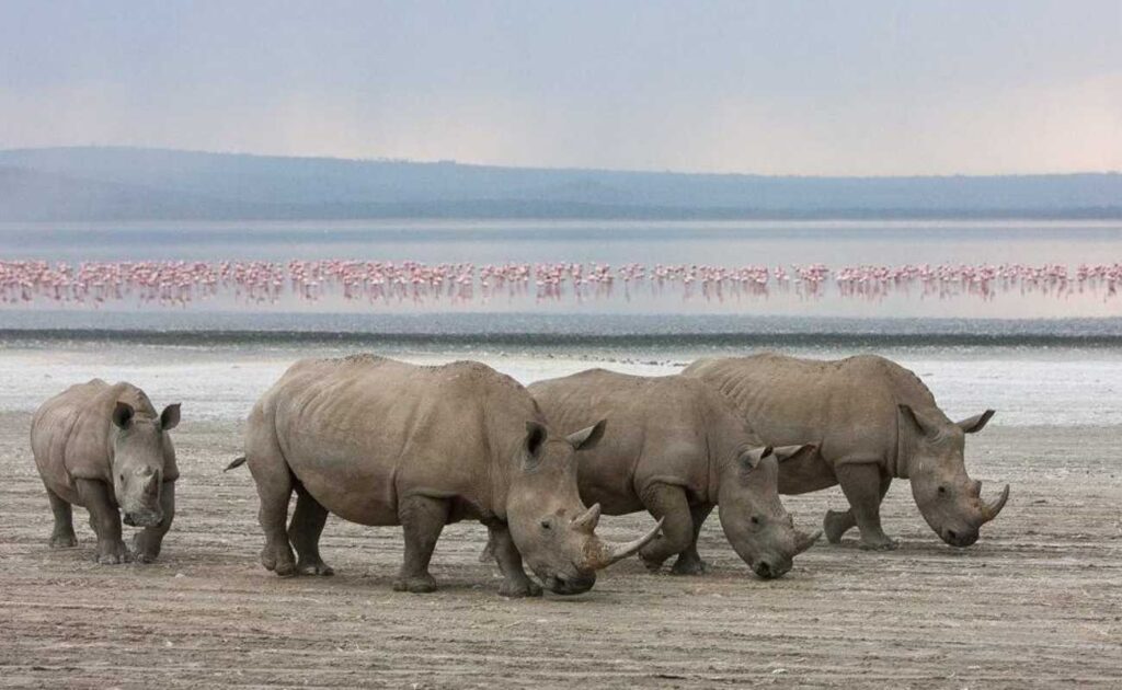 rhinos in lake nakuru national park