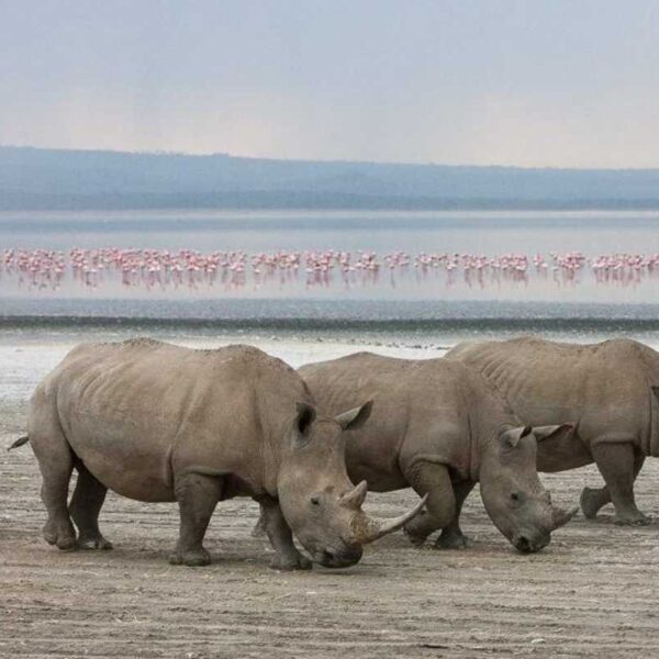 rhinos in lake nakuru national park