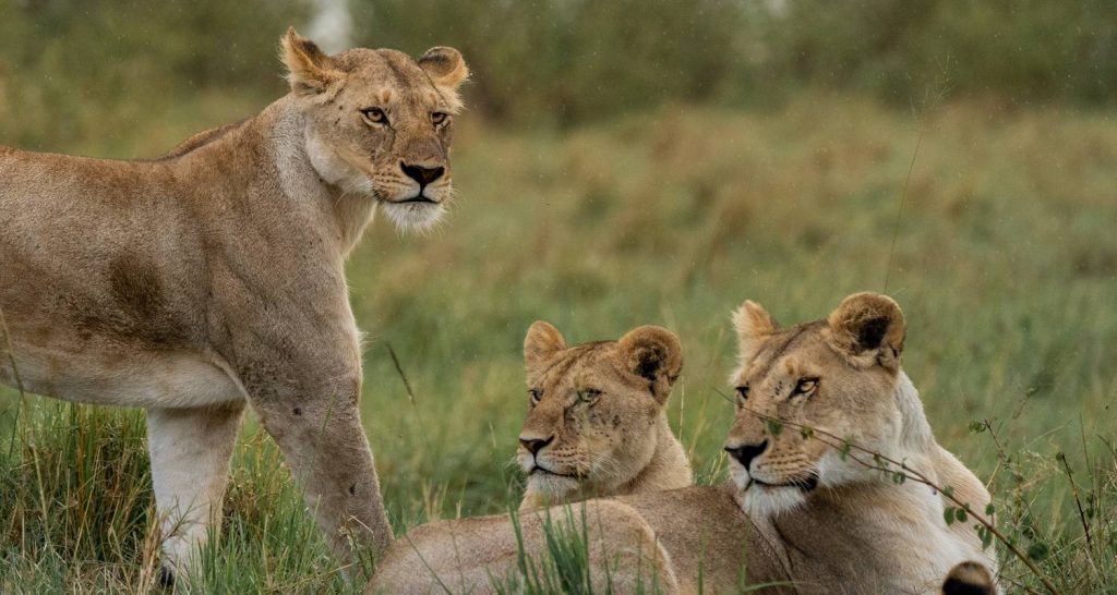 Lions taking a rest after a meal