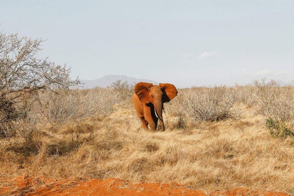 majestic elephant inside samburu national reserve