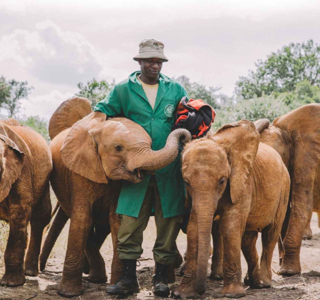 Elephants feeding at David Sheldrick Wildlife trust