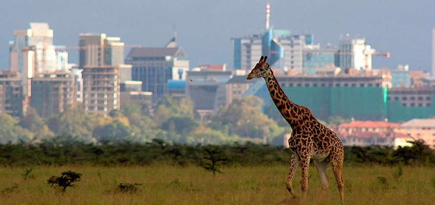 giraffe inside Nairobi National Park