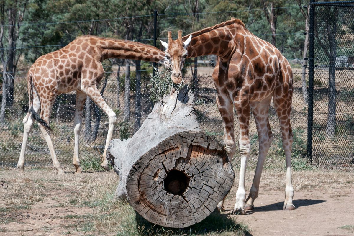 grazing giraffes at giraffe center Nairobi