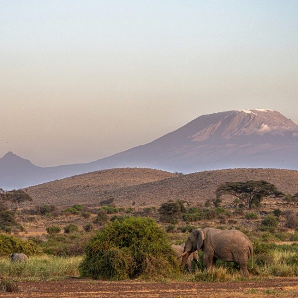 grazing elephant in amboseli national park