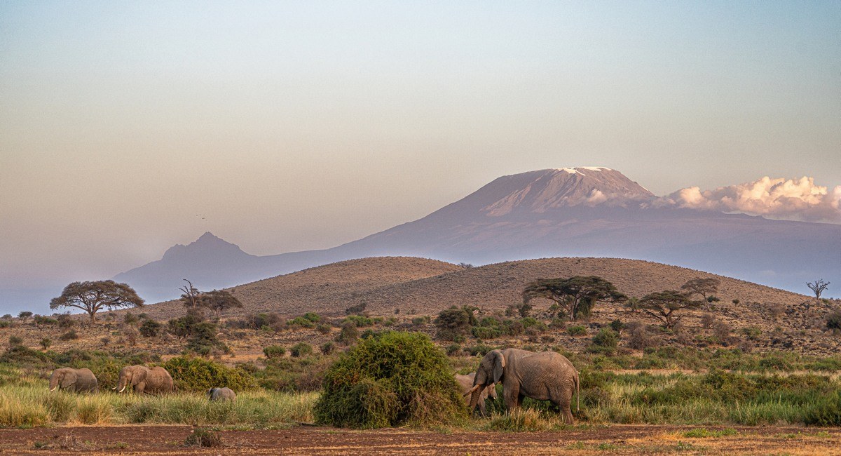 chinese holiday as elephants are grazing in amboseli national park