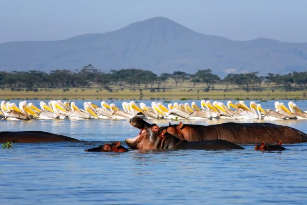 hippopotamus and flamingos in lake naivasha