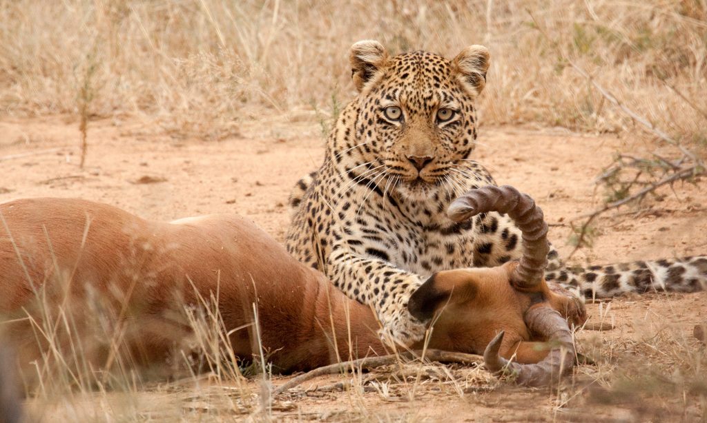 rare view of leopard killing antelope during chinese holiday safari