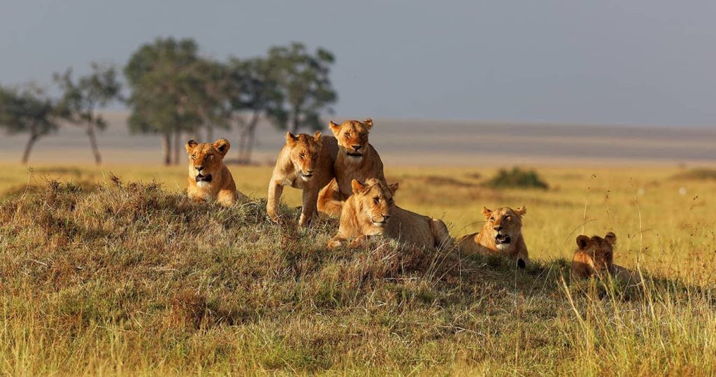The lions season inside masai mara game reserve