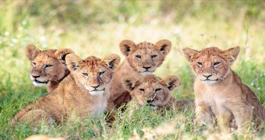 lions waiting for a kill in masai mara