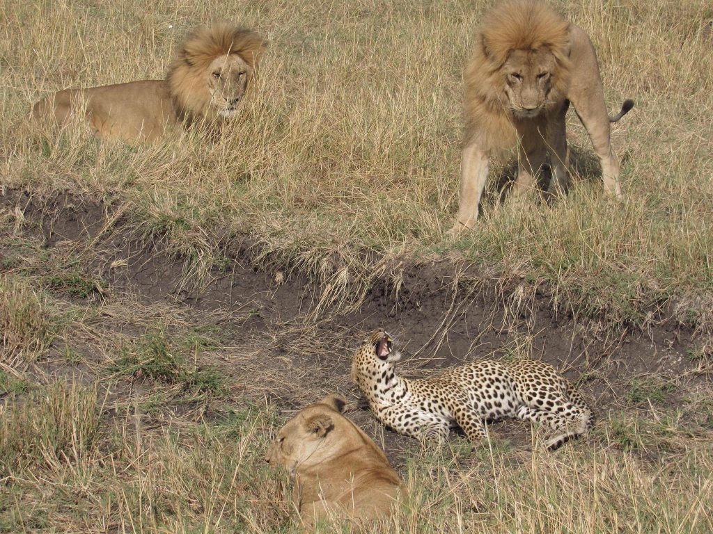 lion vs leopard fight in masai mara