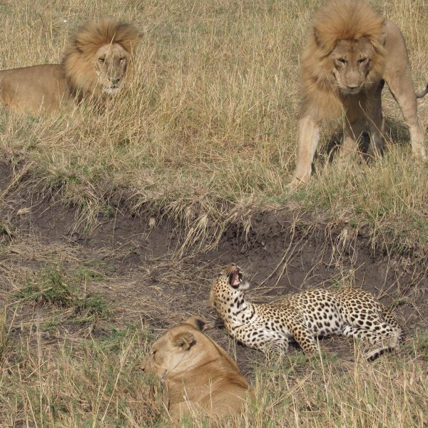 lion vs leopard fight in masai mara